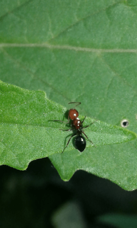 Formicidae : Crematogaster scutellaris? No, Camponotus lateralis